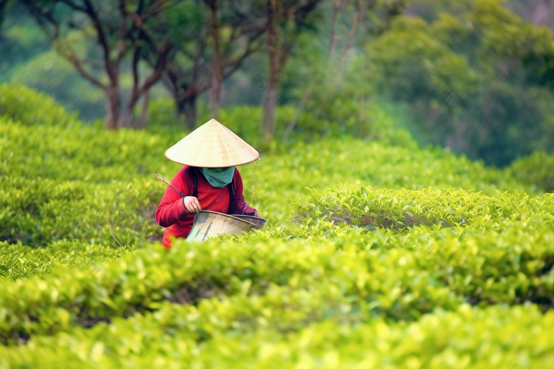 一个福鼎白茶茶山上采茶的茶农,高清,摄影图,摄影图片,图片大全,摄影图免费下载